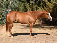 Stute, Quarter Horse — Foto 1