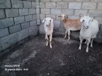 Ziegenbock, Ziegen — Foto 4