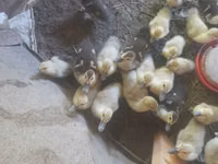 Ducks — photo 2