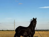 Stute, Friesian — Foto 2