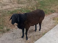 Widder, Hissar sheep — Foto 3