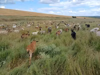 母山羊, Goats — 照片 2