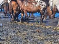 خيول (دفعة، الجنس غير محدد), Mugalzhar horse — الصورة 2