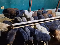 Ram, Sheep — photo 2