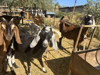 Ешкі, Nubian Goat — 7-сурет