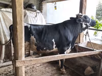 ثور, Russian Black pied cattle — الصورة 4