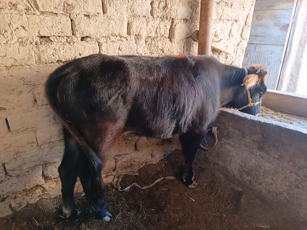 गाय, मवेशी — उज़्बेकिस्तान