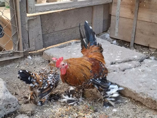 Bantam