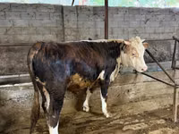 公牛, Cattle — 照片 5