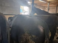 公牛, Cattle — 照片 2