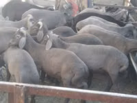 Widder, Arabi sheep — Foto 1