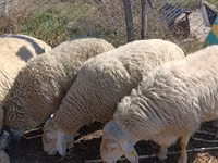Carnero, Assaf sheep — foto 5