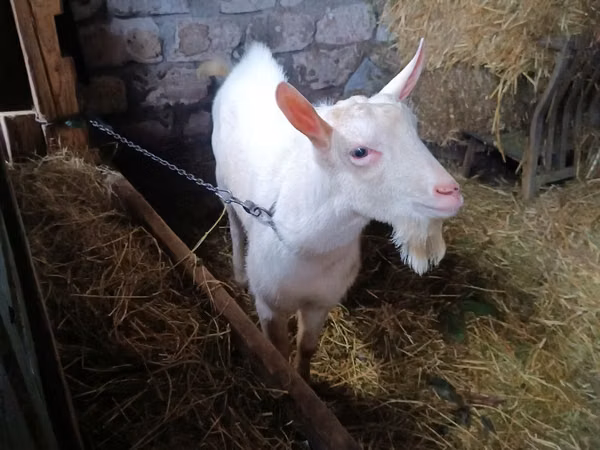 تيس, Saanen goat