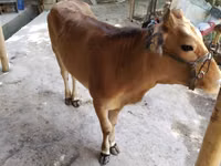 母牛, Cattle — 照片 3