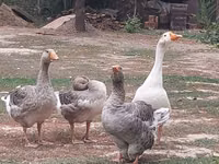 Geese — Foto 2