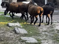 Schaf, Romanov sheep — Foto 6