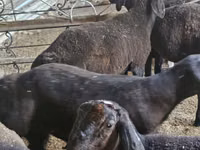 绵羊（批次，未指定性别）, Sheep — 照片 1