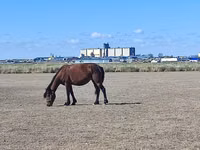 Stute, Horse breed — Foto 2