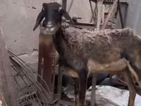 Ziege, Nubian Goat — Foto 3