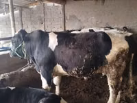 公牛, Cattle — 照片 2