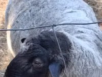 Widder, White Suffolk sheep — Foto 3