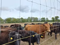 公牛, Aberdeen-Angus — 照片 3