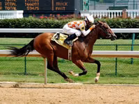 Aygʻir, Thoroughbred horse — 5-rasm