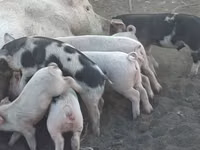 Schweine (Partie, Geschlecht nicht angegeben), Schweine — Foto 4