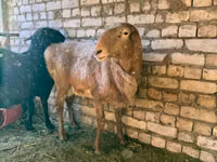 Қошқар, Edilbay sheep — 4-сурет