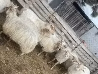 भेड़, Racka sheep — फ़ोटो 1