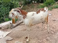 山羊（批次，未指定性别）, Goats — 照片 4