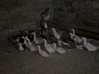 Geese — الصورة 2