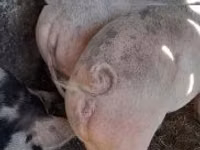 मादा सूअर, सूअर — फ़ोटो 7