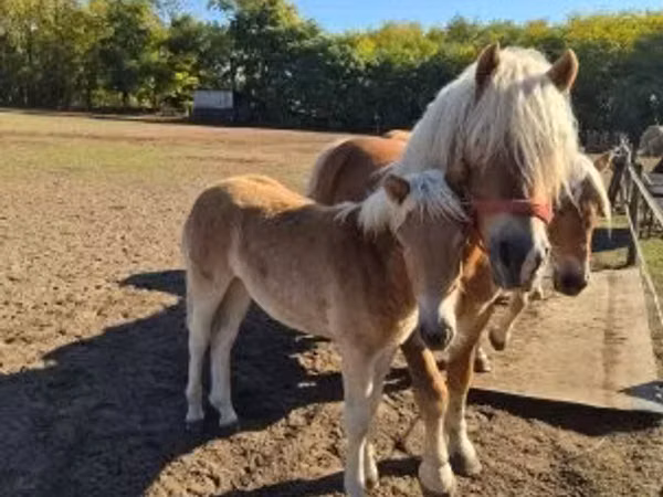 Mare, Haflinger