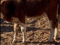 公牛, Kazakh White-headed cow — 照片 2
