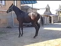 公马, Horses — 照片 2