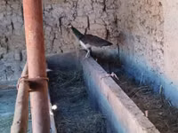Turkeys — الصورة 2