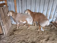Қошқар, Arashan sheep — 7-сурет