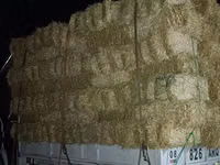 Продаю солома!!!любое количество!!! доставка,можно с укладкой — Foto 2