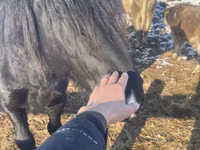 Hengst, Percheron — Foto 1