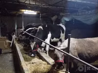 Kuh, Simmental cattle — Foto 2