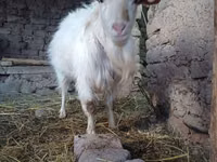 تيس, الماعز — الصورة 1