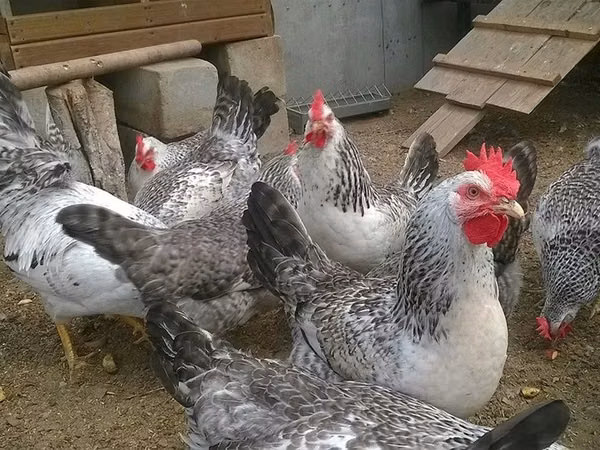 Chickens — Kasachstan