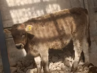 بقرة, Swiss cattle — الصورة 3