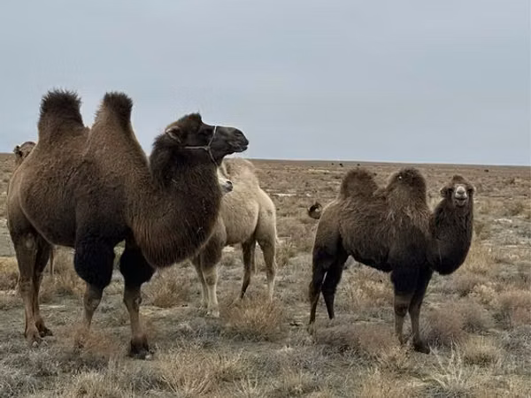 Kamele (Partie, Geschlecht nicht angegeben), Kazakh Bactrian camel