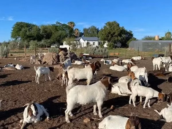 山羊（批次，未指定性别）, Boer goat