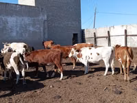 गाय, Simmental cattle — फ़ोटो 1