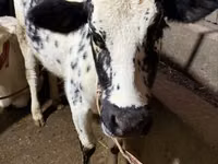 Kuh, Russian Black pied cattle — Foto 5