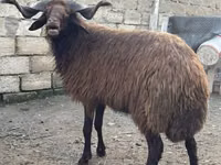 Carnero, Red Karaman sheep — foto 2