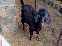 تيس, Nubian Goat — الصورة 4